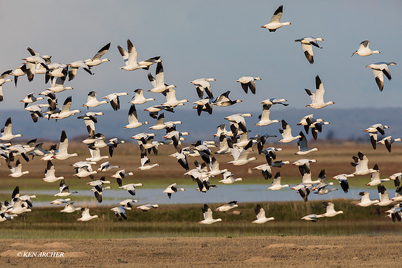 RSSG01415 - Ross Geese