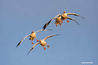 Snow Geese Alighting - SNGS01841