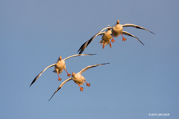 Snow Geese Alighting - SNGS01841