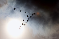 Snow Geese - SNGS01481