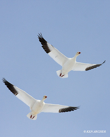 SNGS01602 Snow Goose