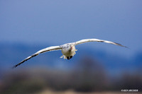 Snow Goose Alighting - SNGS01123