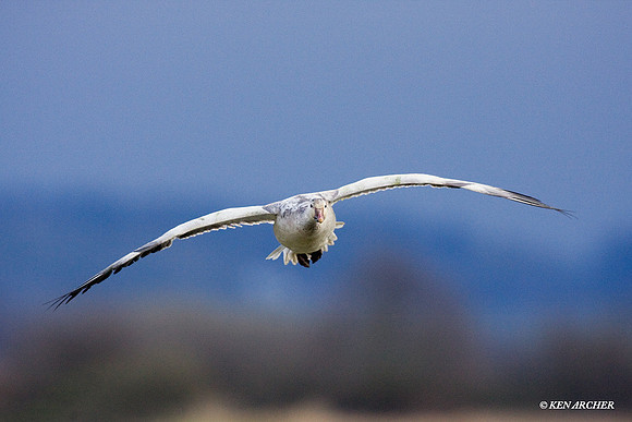 Snow Goose Alighting - SNGS01123