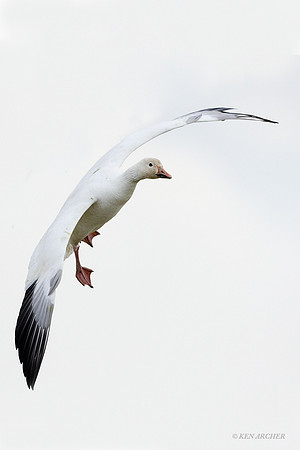 SNGS01320 Snow Goose