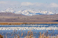 Snow Geese