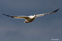 SNGS02335 Snow Geese