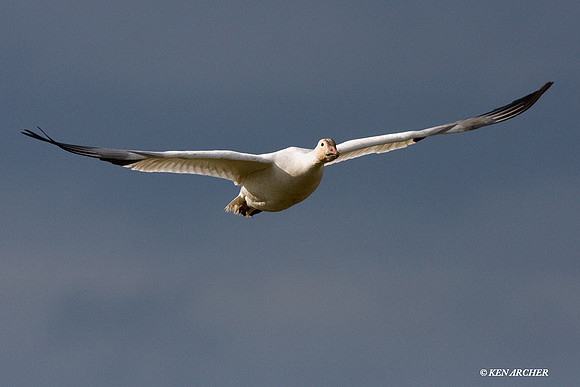 SNGS02335 Snow Geese