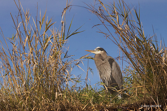 GBHN01713 - Great Blue Heron
