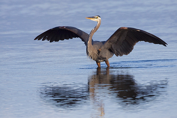 GBHN00718-Great-Blue-Heron