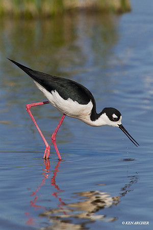 BNST00708 Black-necked Stilt