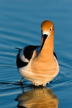 AVCT00016-American-Avocet