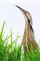 American Bittern - AB00839