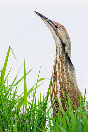 American Bittern - AB00839