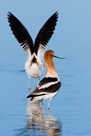 AVCT00027-American-Avocet