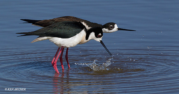 BNST00729 Black-necked Stilt