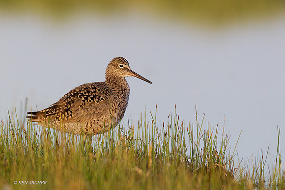 WLT00389 - Willet