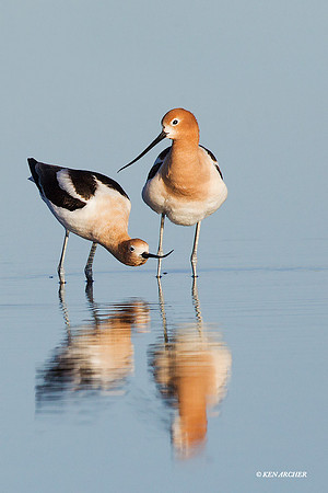 AVCT01126 American Avocet