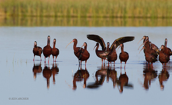 WFIS01116 - White-faced Ibis