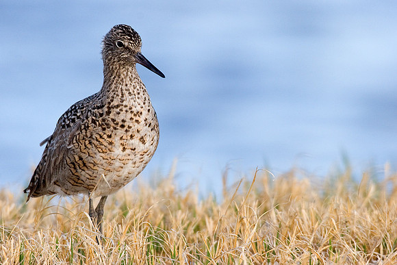 WLT00026-Willet
