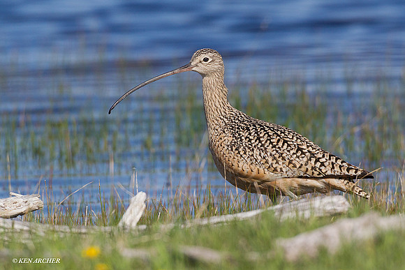 CRLW00404 Curlew