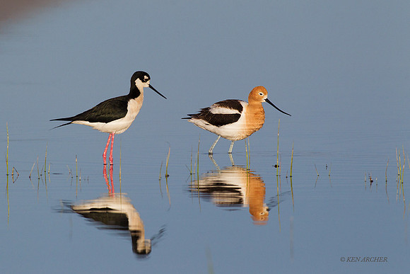 BNST01391 - Black-necked Stilt