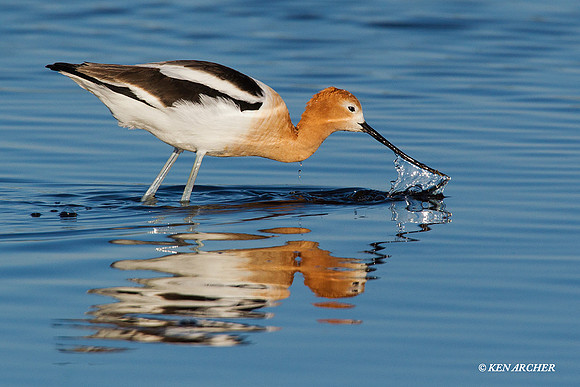 AVCT01042 American Avocet