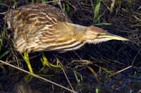 American Bittern - AB00162