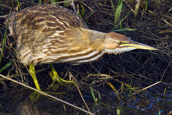 American Bittern - AB00162