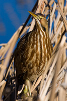 AB00490-American-Bittern