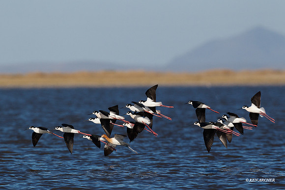 BNST00896 Black-necked Stilt
