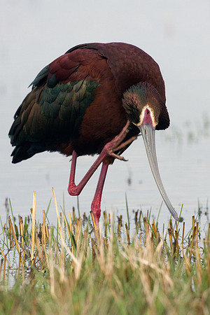 WFIS00161-White-faced-Ibis