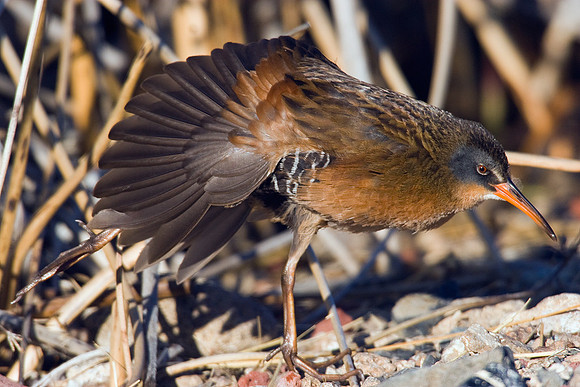 VR00024-Virginia-Rail