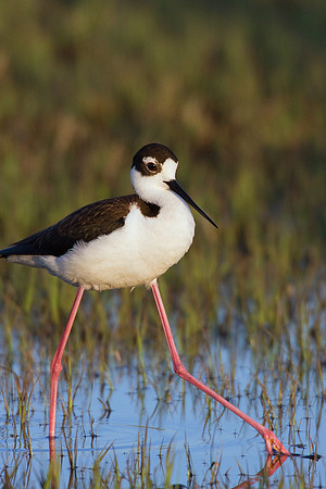 BNST00317-Black-necked-Stilt