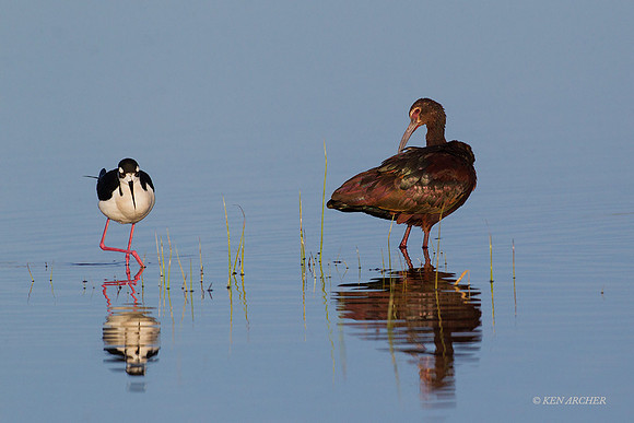 WFIS01030 - White-faced Ibis & Black-necked Stilt
