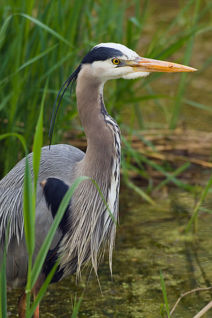 GBHN00128-Great-Blue-Heron