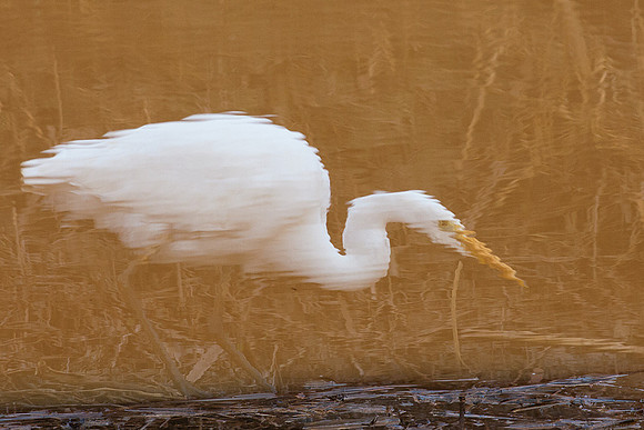 GE00239-Great-Egret-Reflecting