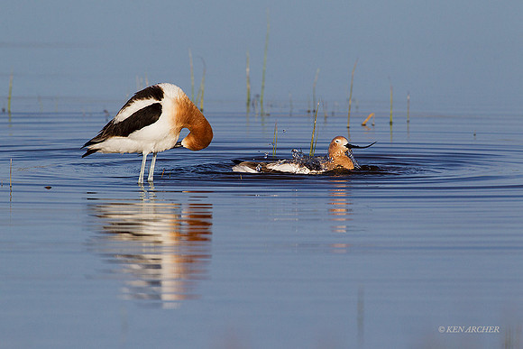 AVCT02280 - American Avocet