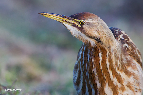 AB00717 American Bittern