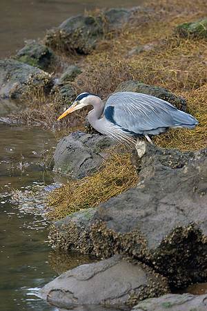 GBHN00454-Great-Blue-Heron