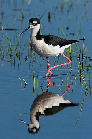 BNST00043-Black-necked-Stilt