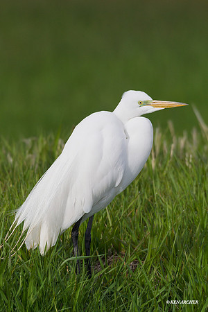 GE00680 Great Egret