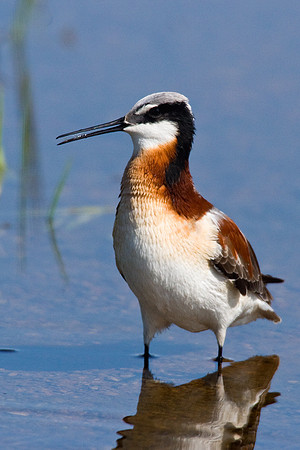 WNPR00016-Wilson's-Phalarope