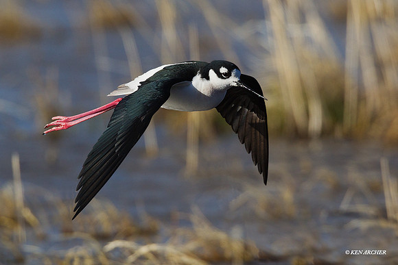 BNST01006 Black-necked Stilt