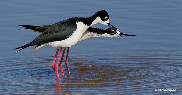 BNST00725 Black-necked Stilt