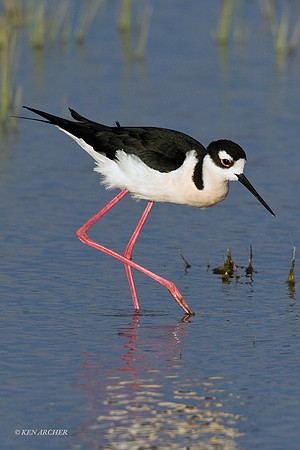 BNST00195 Black-necked Stilt