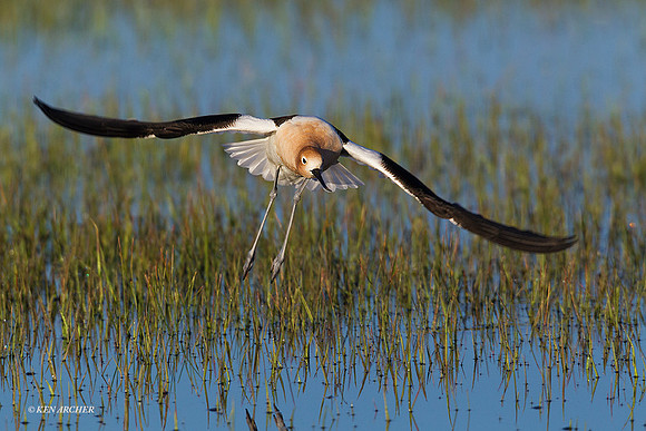 AVCT01890 American Avocet