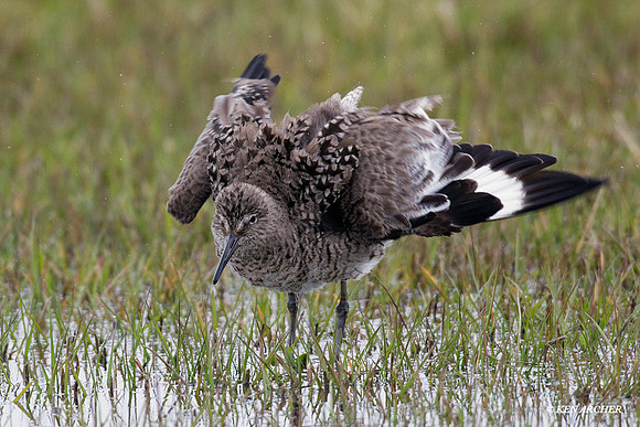 WLT00120 Willet