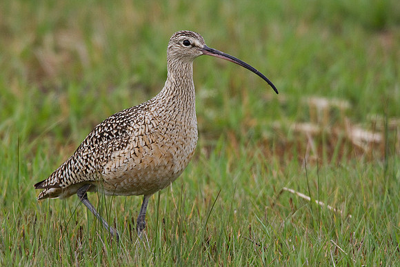 CRLW00179-Curlew