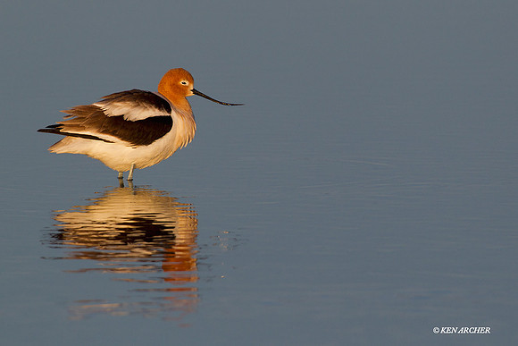 AVCT00874 American Avocet