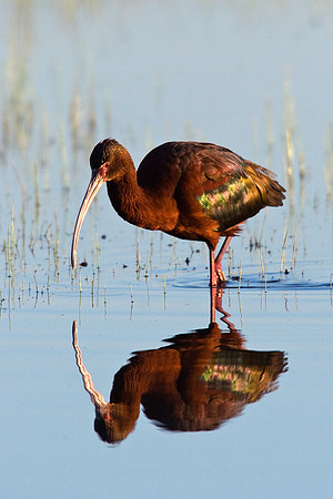 WFIS00094-White-faced-Ibis